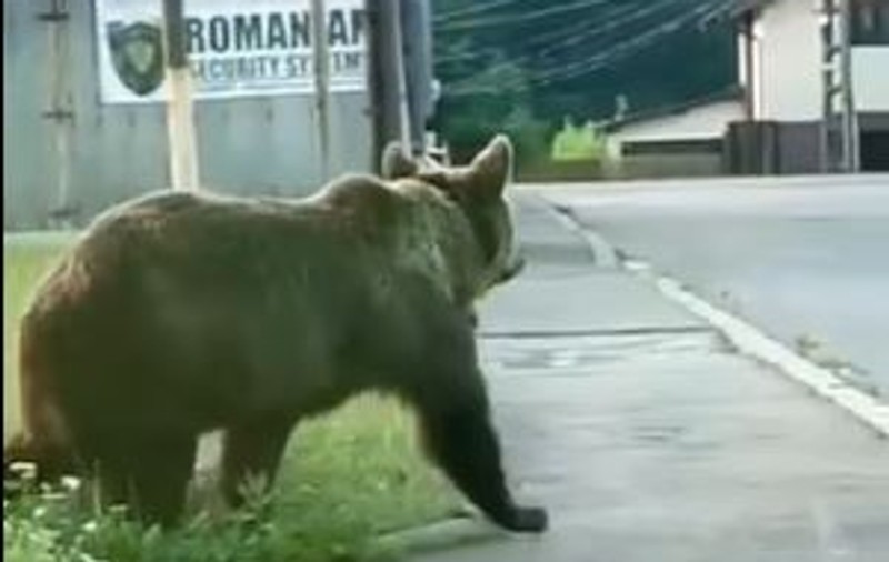 Urs filmat în fața secției de poliție din Bușteni. Animalul a fost prins și relocat - VIDEO