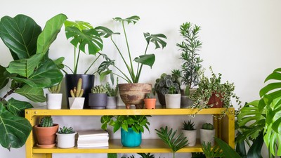 Când trebuie să muți plantele în interior