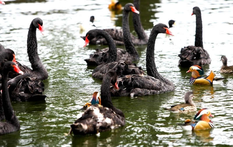 Lumea exotică la doi paşi de tine! Uite ce păsări au aterizat în Parcul Herăstrău| FOTO