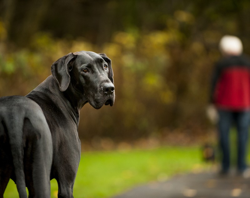 Dog german - ce temperament are câinele de rasă denumit Marele Danez