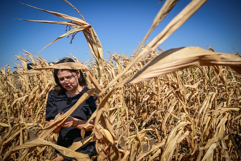 Iulia Blagu, 39, a local farmer poses in a dry-out corn field of her farm nearby Urziceni, July 29, 2024. Both Southern and Eastern Europe are faced with "persistent and recurrent drought conditions," according to the latest European Union data. The EU's Copernicus Climate Change Service has warned that it is "increasingly likely" 2024 will be the hottest year on record.,Image: 898813329, License: Rights-managed, Restrictions: TO GO WITH AFP STORY by Ani SANDU, Model Release: no