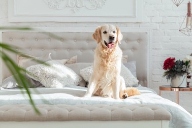 Animale de companie pentru apartament - golden retriever