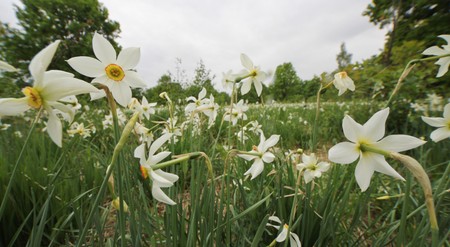 Poiana Narciselor - Obiective Turistice langa Lacul Rosu