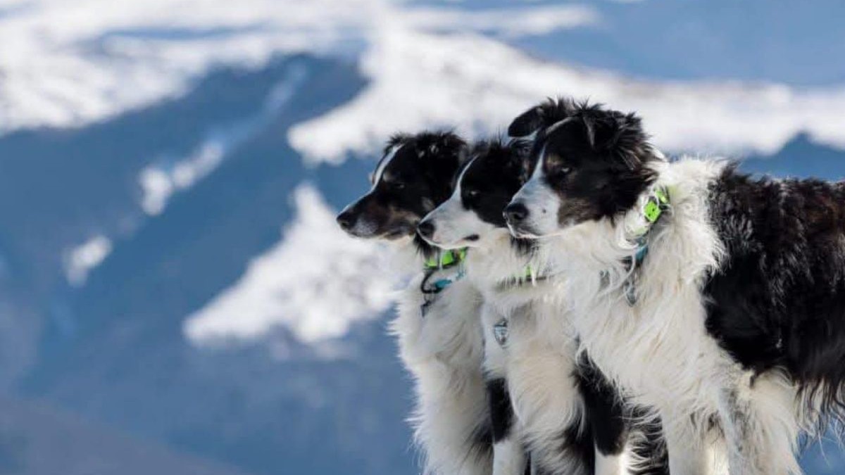 trei câini Border Collie pe munte cu zăpadă