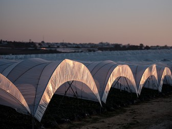 Solarii cu căpșuni în provincia Huelva din Spania