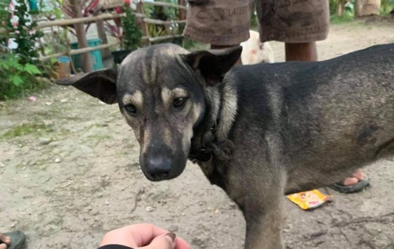 Un cățel a salvat un bebeluș abandonat într-un depozit de deșeuri din Filipine. Ce a făcut patrupedul