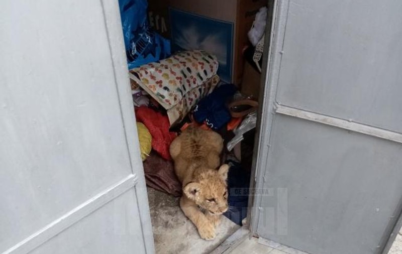 Pui de leu, descoperit în garajul unui bărbat din Rădăuți