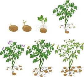 Planta de cartof cu tuberculi comestibili