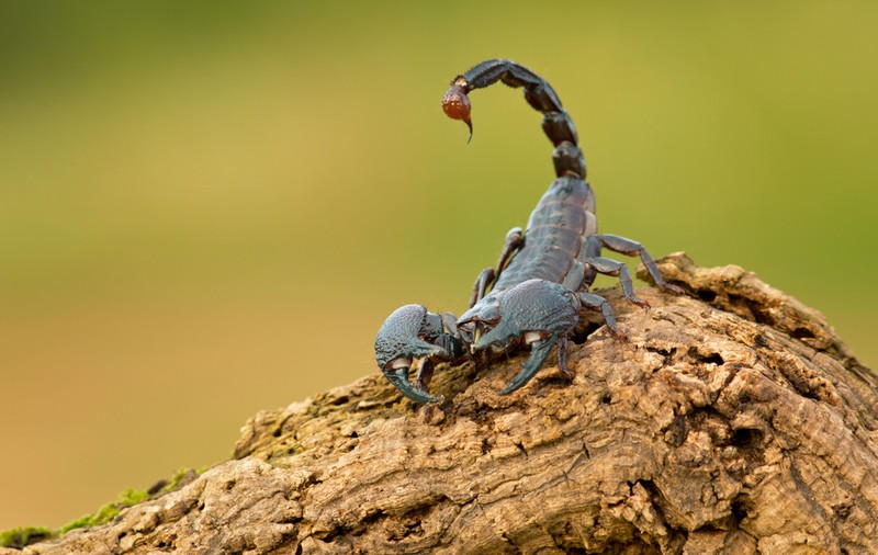 Ce înseamnă când visezi scorpion