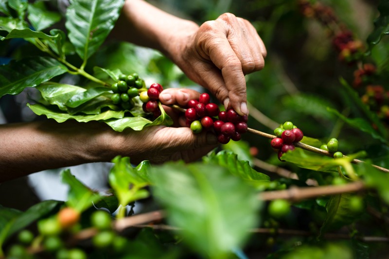 Planta de cafea