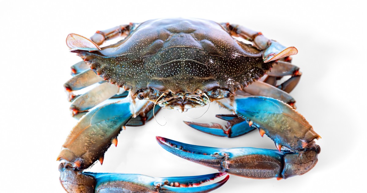 Crab albastru