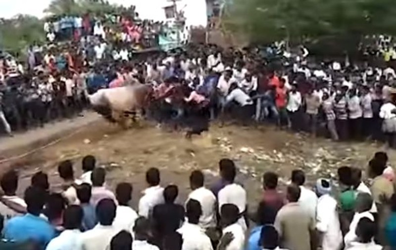 VIDEO | Momentul înfiorător în care un taur a intrat într-o mulțime de oameni la un festival religios, în India