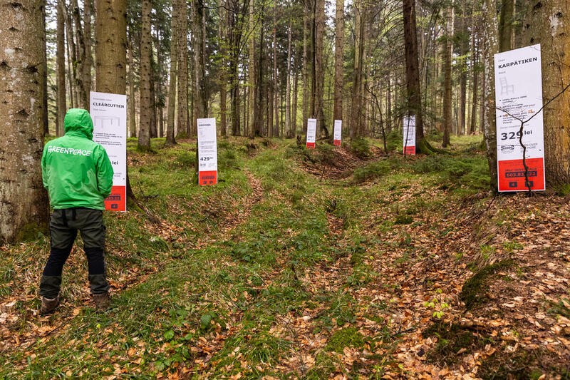 Greenpeace CEE activists place CLEÄRCUTTEN and FORESTGÖNE labels in old-growth forest in Romania to call on IKEA to clean up their supply chain and demand political change to protect our last high conservation value forests in Europe.