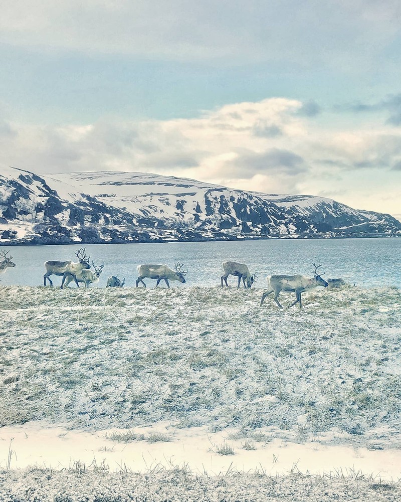 Renii sunt stăpânii locurilor arctice FOTO Facebook Valentina Miozzo
