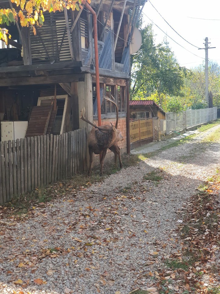 Cerbul căuta parcă ajutor de oamenii de care se atașase