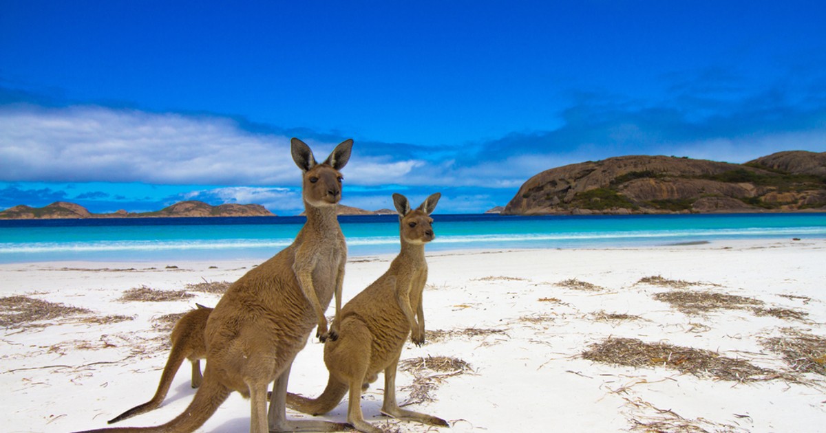 Curiozităţi despre Australia - Imagine cu doi canguri pe o plajă din Australia de Vest
