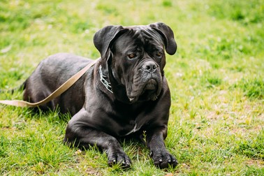 Câine de pază din rasa Cane Corso