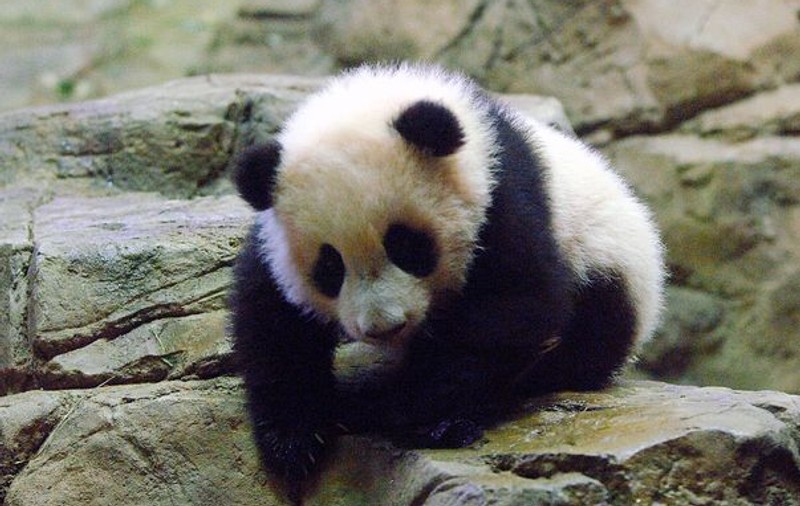 Este considerată o minune! La grădina zoologică din Tokyo s-a născut un pui panda după 24 de ani