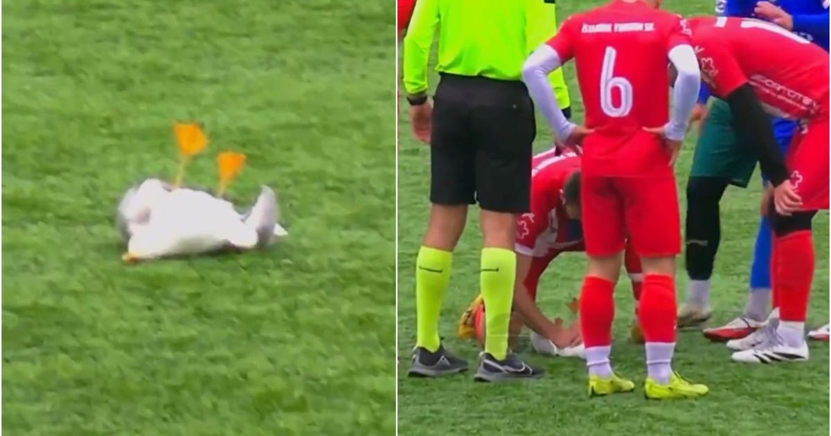 În imaginea din stânga, un pescăruș este căzut pe teren, după ce a fost lovit în plin de o minge de fotbal în timpul unui meci, iar în dreapta, un fotbalist îi face masaj cardiac pentru a-l resuscita, în Turcia, 23 februarie 2026