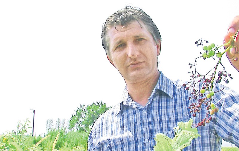 Dezastru! Ploile au distrus jumătate din recolta de struguri