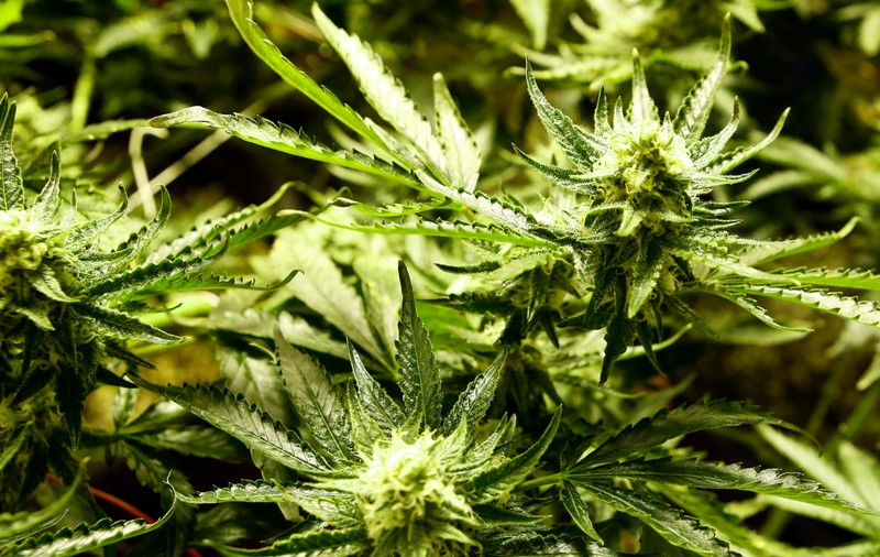"Orașul-marijuana". Un producător de canabis a cumpărat un oraș, pentru a-l transforma în destinație turistică