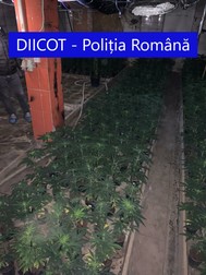 Ghivece cu canabis descoperite de polițiști
