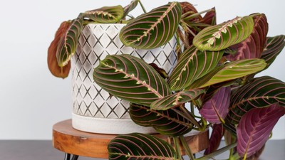 Maranta leuconeura - planta-care-se-roaga