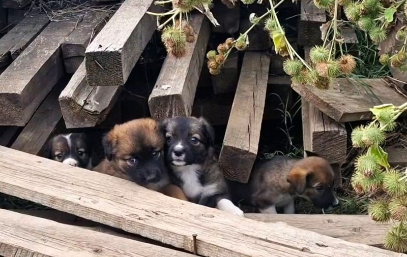 Măcelul mut al câinilor din Măgurele, Ilfov: „Poliția Animalelor, Protecția Animalelor te dau așa, de la unul la altul”