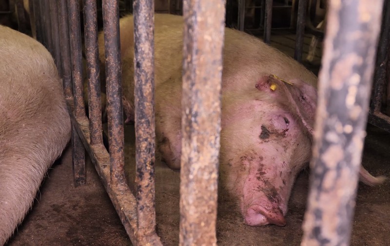 VIDEO/ Prosciutto din porci schingiuiți. În ce condiții sunt ținuți porcii italieni care devin delicatesă și pe mesele românilor