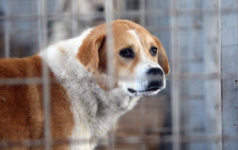 EUTANASIEREA MAIDANEZILOR A ÎNCEPUT în Timişoara! 21 de câini au fost ucişi astăzi