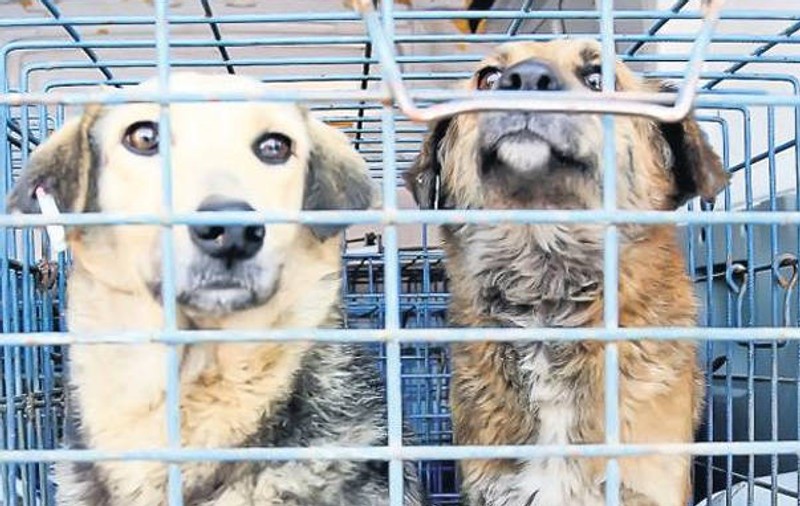 Au început demersurile pentru înfiinţarea Poliţiei Animalelor şi Mediului