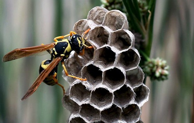Un muncitor din Sălaj a fost ucis de viespile dintr-o fântână. Bărbatul a vrut să bea apă și l-au atacat