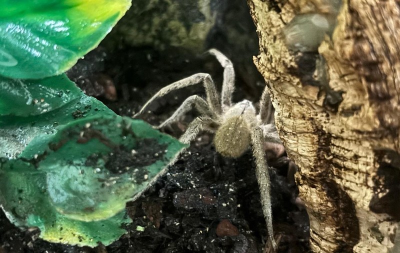 Angajatul unui supermarket a găsit cel mai periculos păianjen din lume într-o cutie de banane