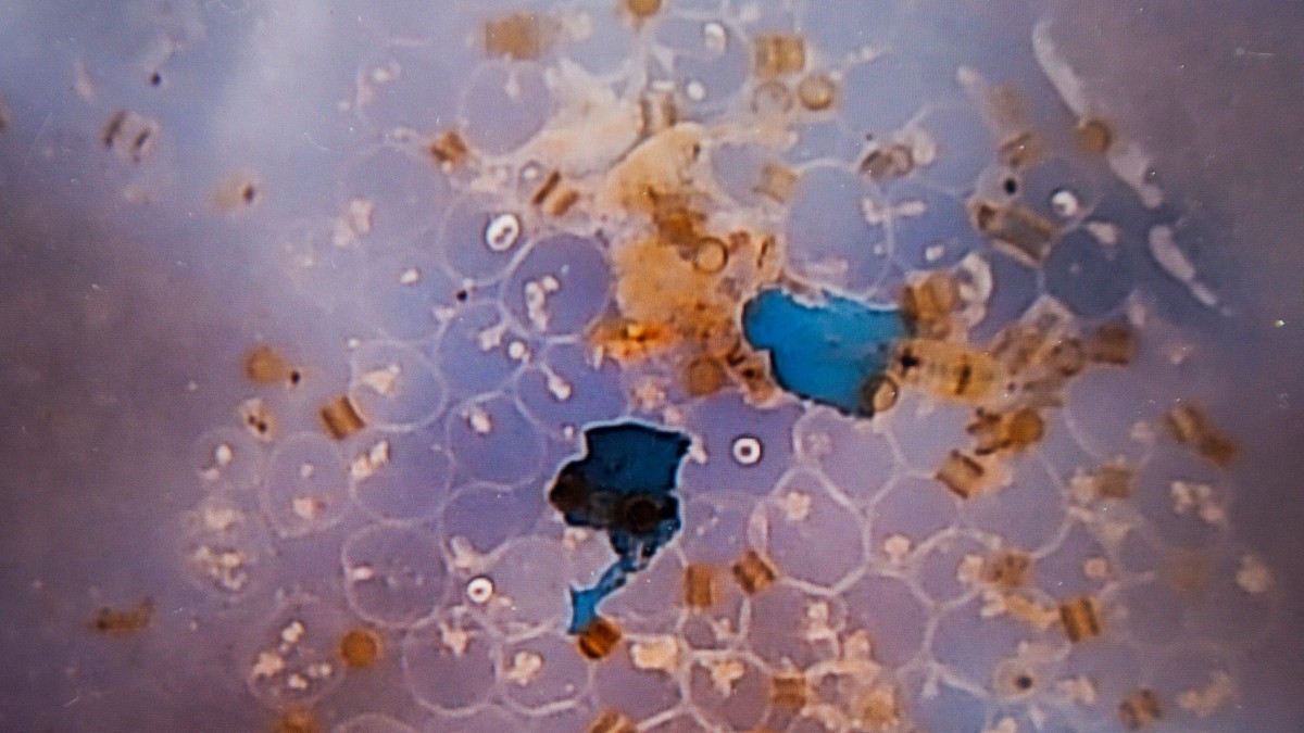 Arhiva foto