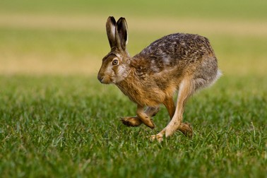 Cele mai rapide animale din lume - iepurele brun