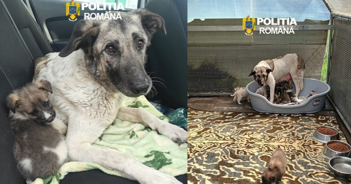 O cățelușă cu șase pui, abandonați pe domeniul public în județul Iași, aprilie 2026