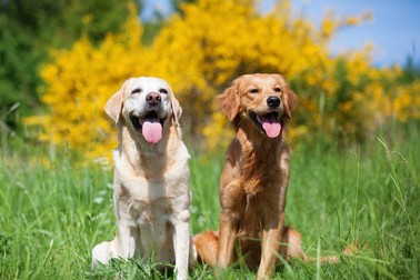 Diferențe dintre rasa Golden Retriever și Labrador