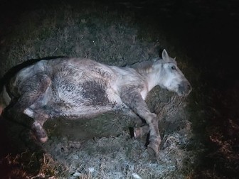 Iapa, abandonată într-un șant