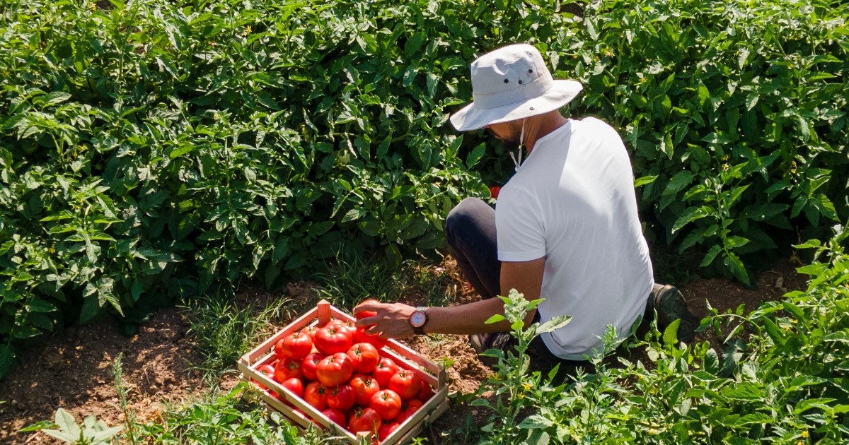 Un bărbat care stă într-un lan de roșii, culege tomatele și le pune într-o ladă de lemn