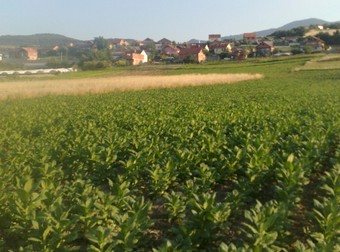 Arhiva foto