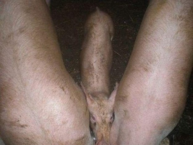 Arhiva foto