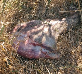 Resturile de carne