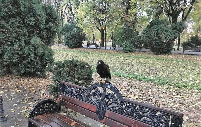 Primăria Capitalei a adus păsări de pradă în Parcul Cișmigiu ca să alunge ciorile. „Testăm soluţii noi pentru un Cişmigiu curat”
