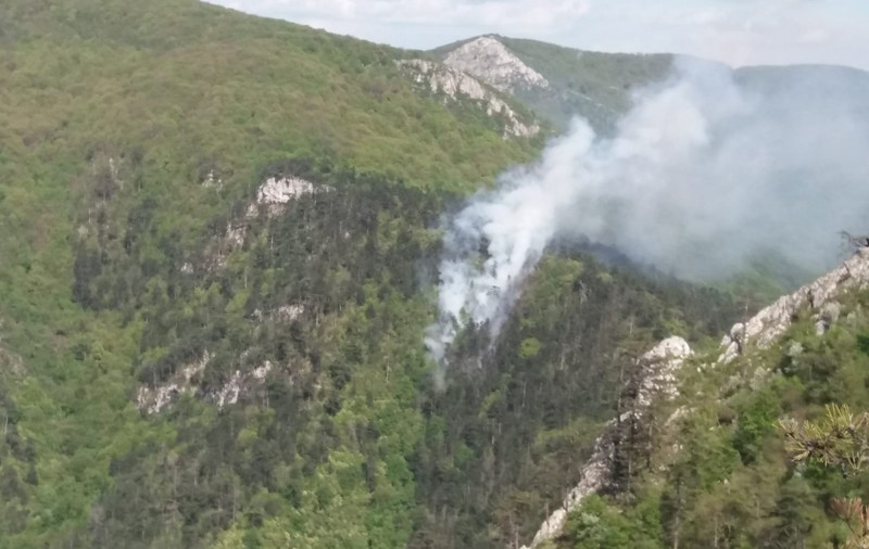 UPDATE/ Arde o pădure de pini în Parcul Național Domogled - Valea Cernei. Aproape 100 de pompieri intervin, sâmbătă dimineață