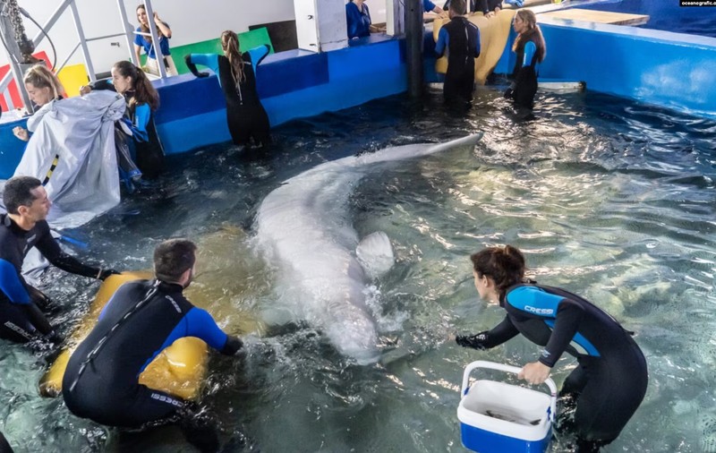 Plombir și Miranda, balene beluga salvate din Harkov prin Chișinău, au ajuns la acvariul din Valencia, cel mai mare din Europa