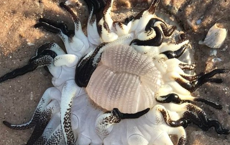 Creatura bizară cu zeci de tentacule pestrițe, găsită pe o plajă din Australia. "Arată ca un extraterestru" / FOTO