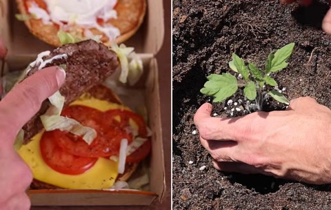 Un grădinar a plantat semințele unei roșii dintr-un burger de la McDonald’s și a filmat rezultatele timp de 4 luni