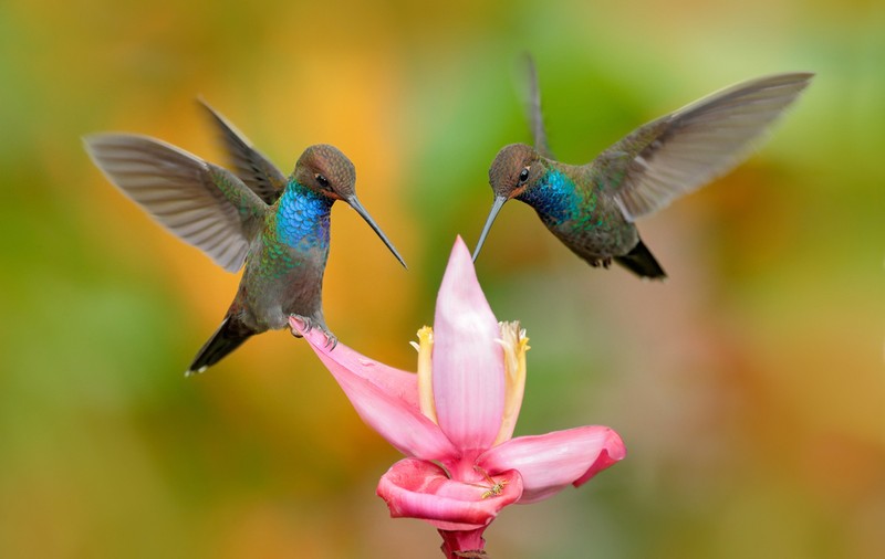 Pasărea colibri - Curiozități și lucruri mai puțin știute despre această mică pasăre