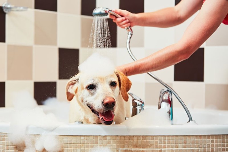 Activități care alungă plictiseala - fă-i baie animalului de companie