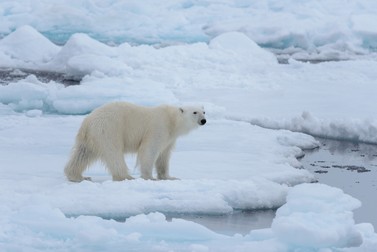 Ursul Polar - animale care trăiesc la Polul Nord